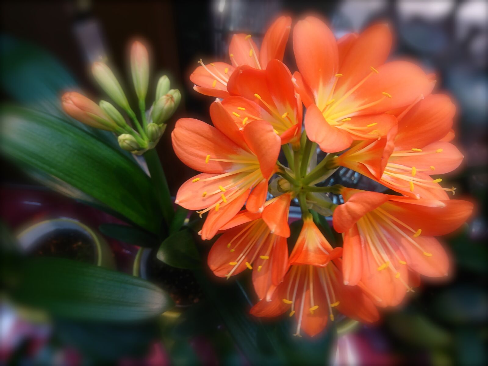 Sony Xperia XZ sample photo. Flower, nature, garden photography