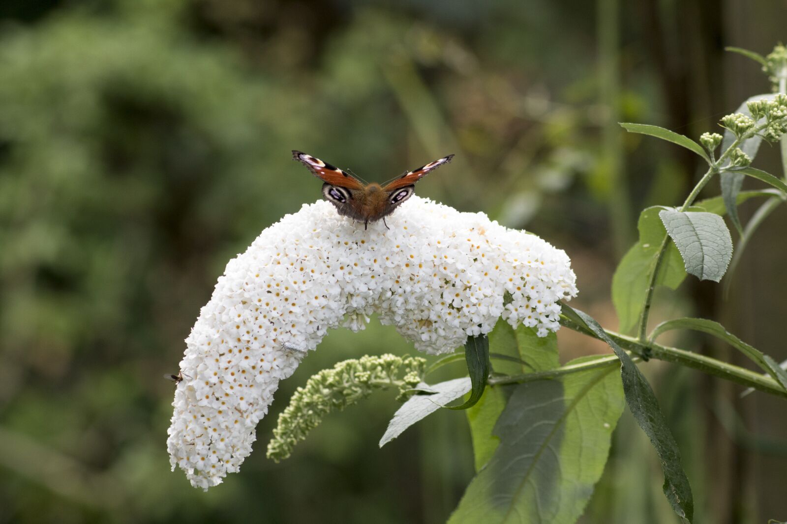 Canon EOS 750D (EOS Rebel T6i / EOS Kiss X8i) sample photo. Butterfly, peacock butterfly, insect photography