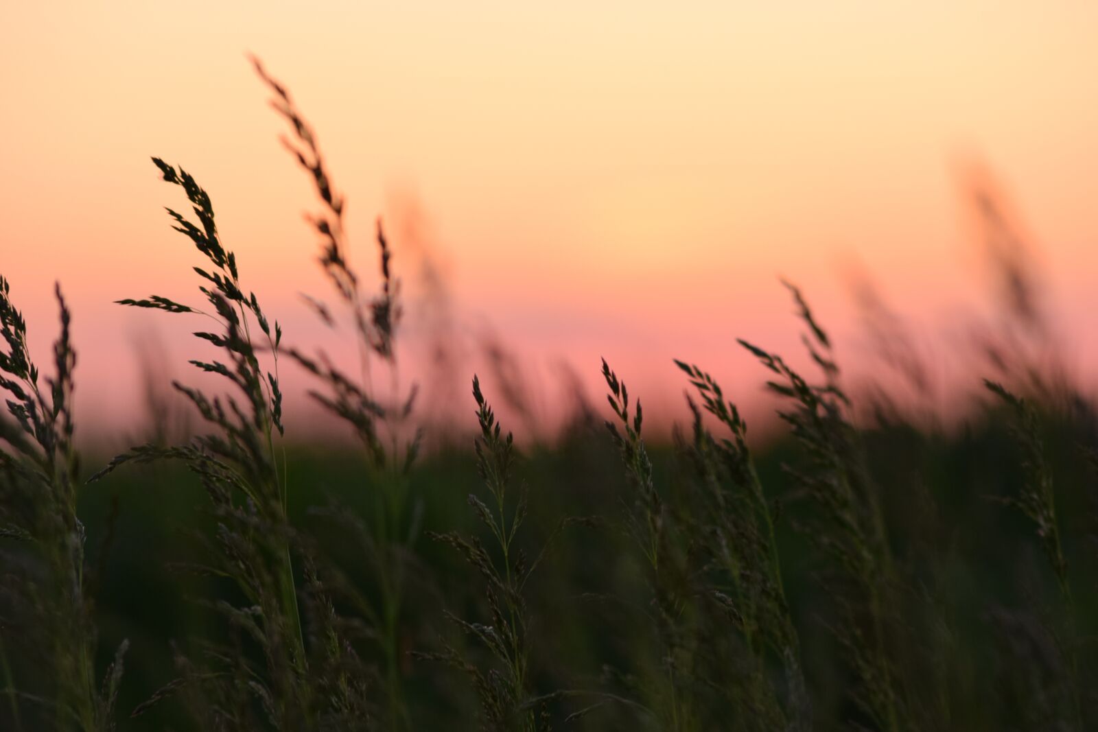 Nikon D3300 sample photo. Corn, sunset, nature photography