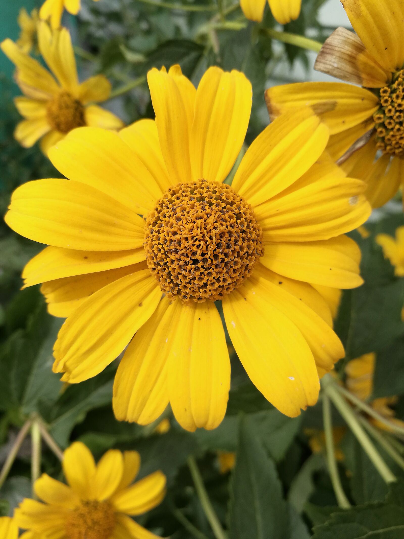 HUAWEI P9 sample photo. Flowers, yellow flowers, summer photography