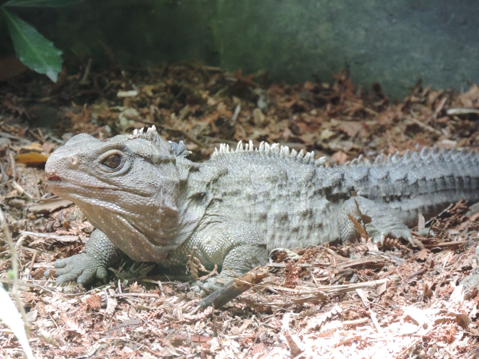 Nikon Coolpix P520 sample photo. Tuatara, reptile, new zealand photography