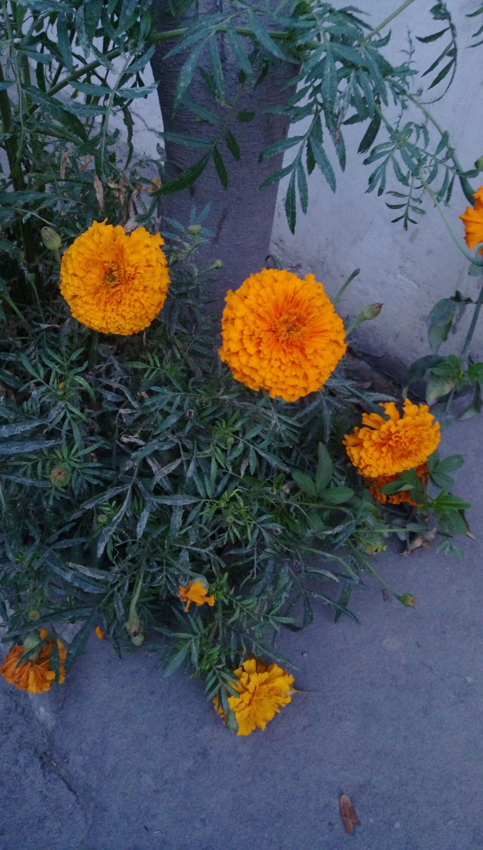 HTC DESIRE 828 DUAL SIM sample photo. Beautiful, flowers, marigold photography