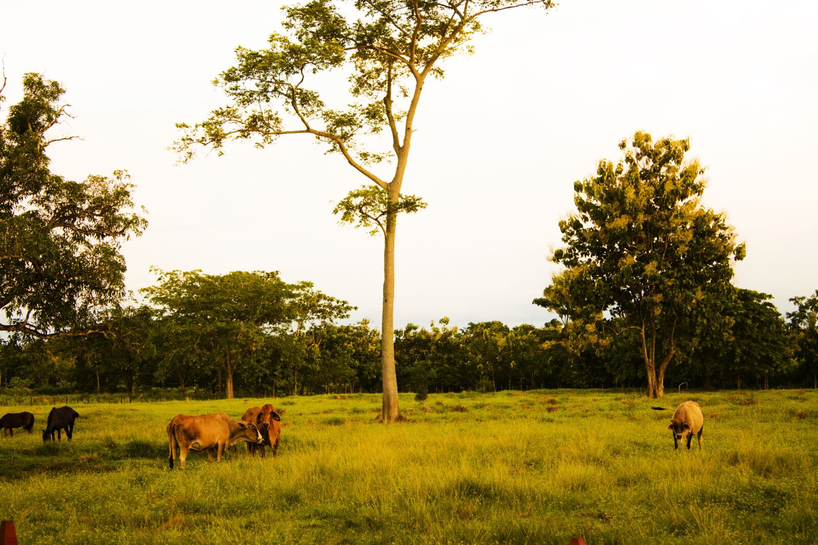 Canon EOS 1100D (EOS Rebel T3 / EOS Kiss X50) sample photo. Farm, livestock, grazing photography