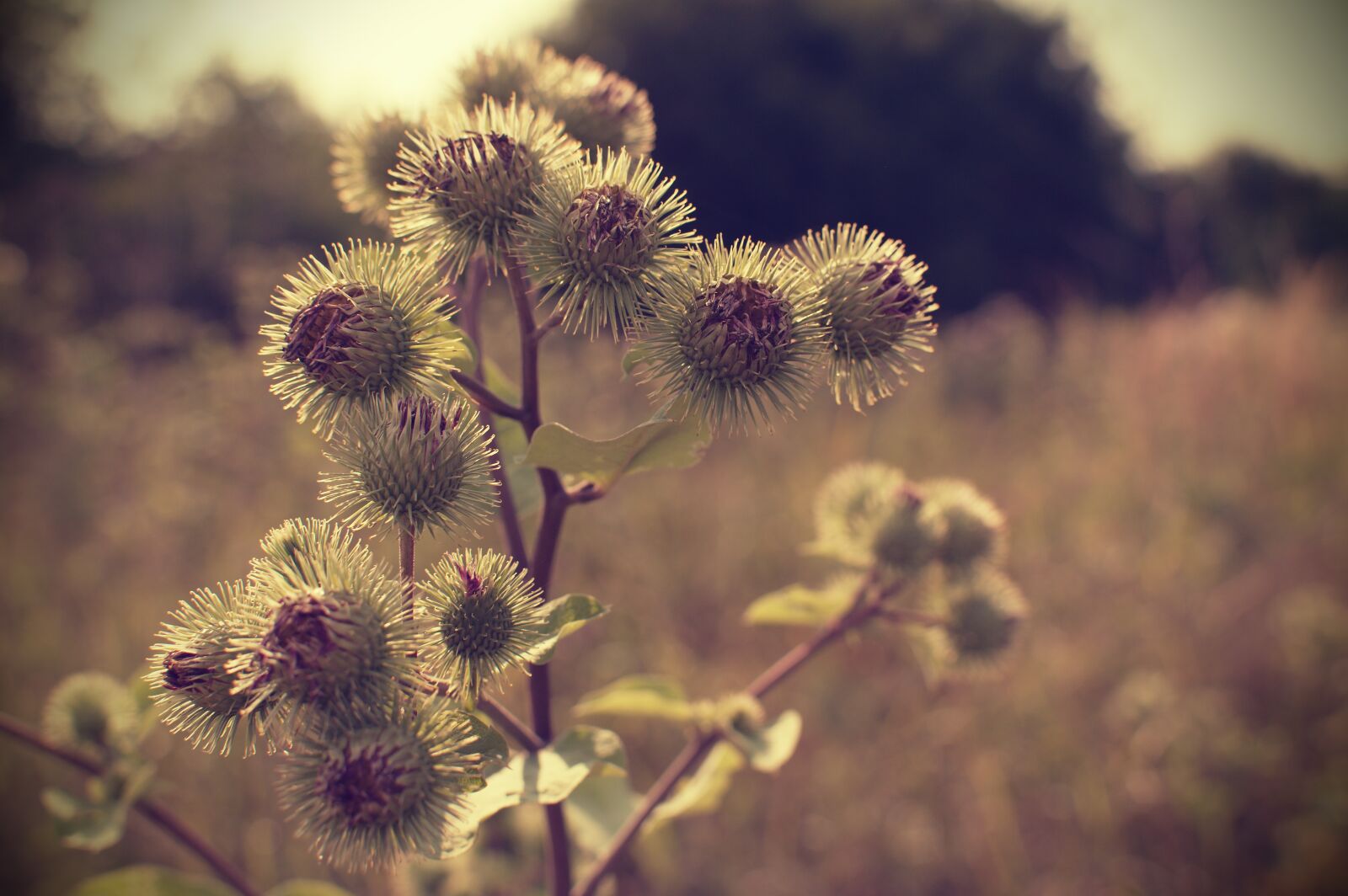 Nikon D3200 sample photo. Thistle, flower, nature photography