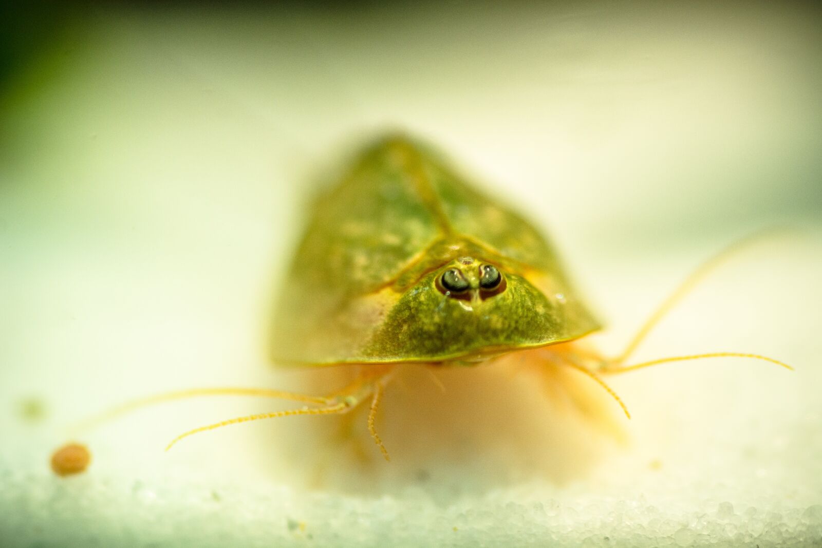 Nikon D7100 sample photo. Triops, primeval cancer, kiemenfu photography