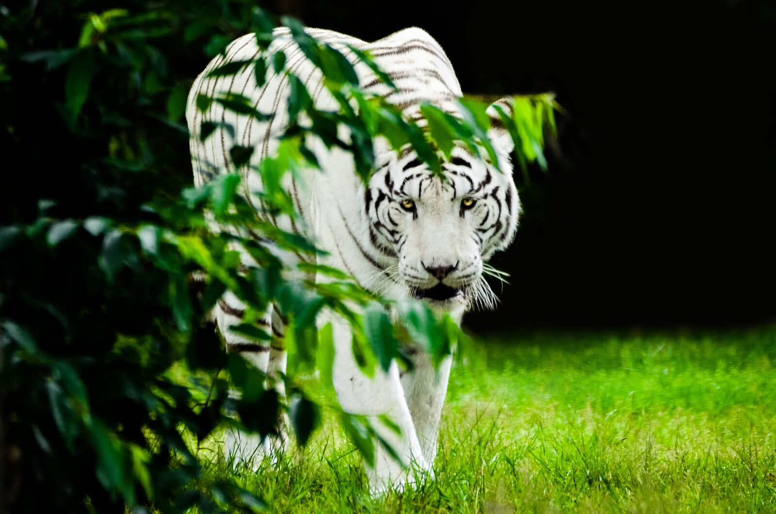 Nikon D7000 sample photo. Tiger, white, predator photography