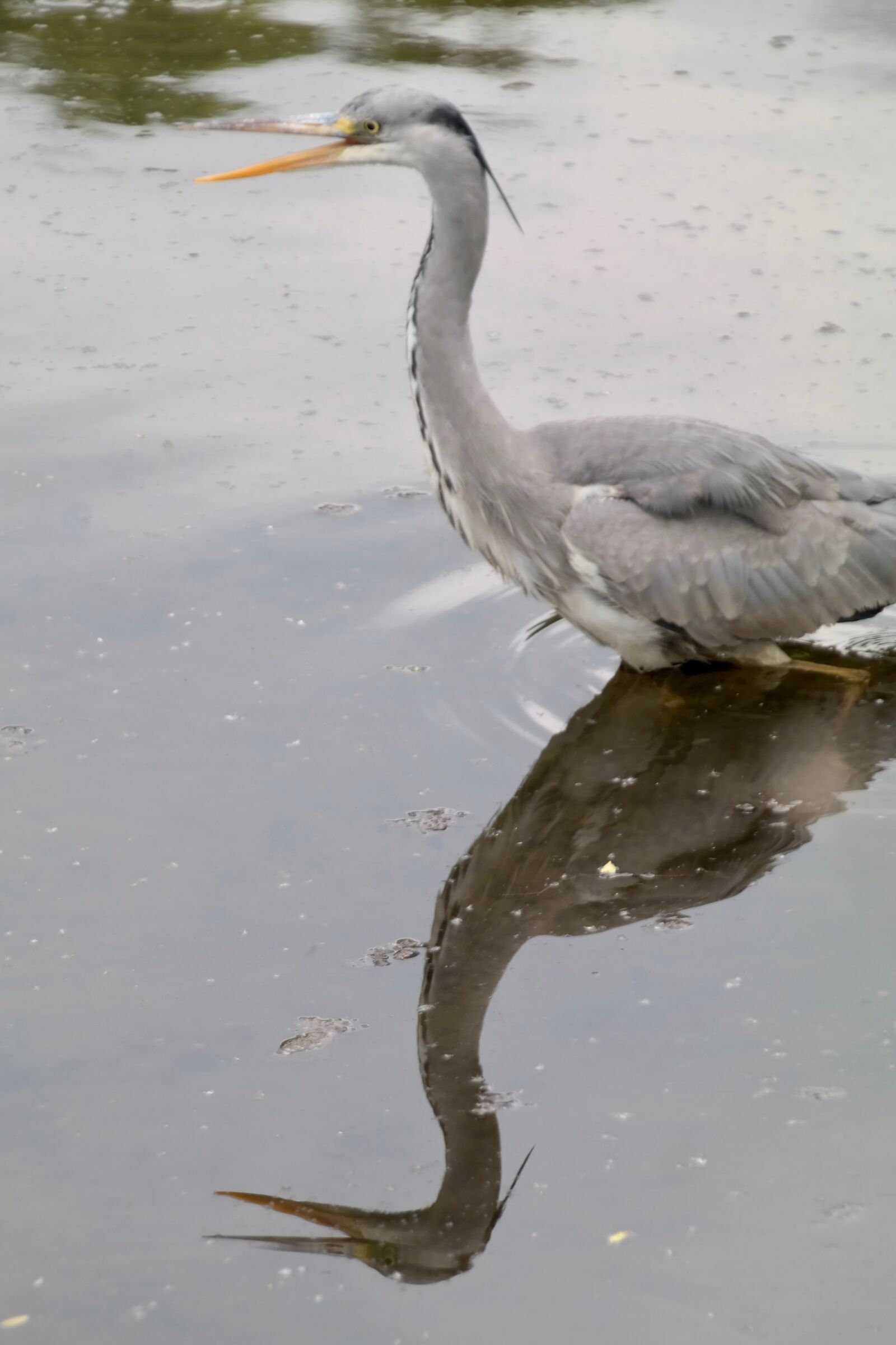 Samsung NX300 sample photo. Grey heron, heron, bill photography