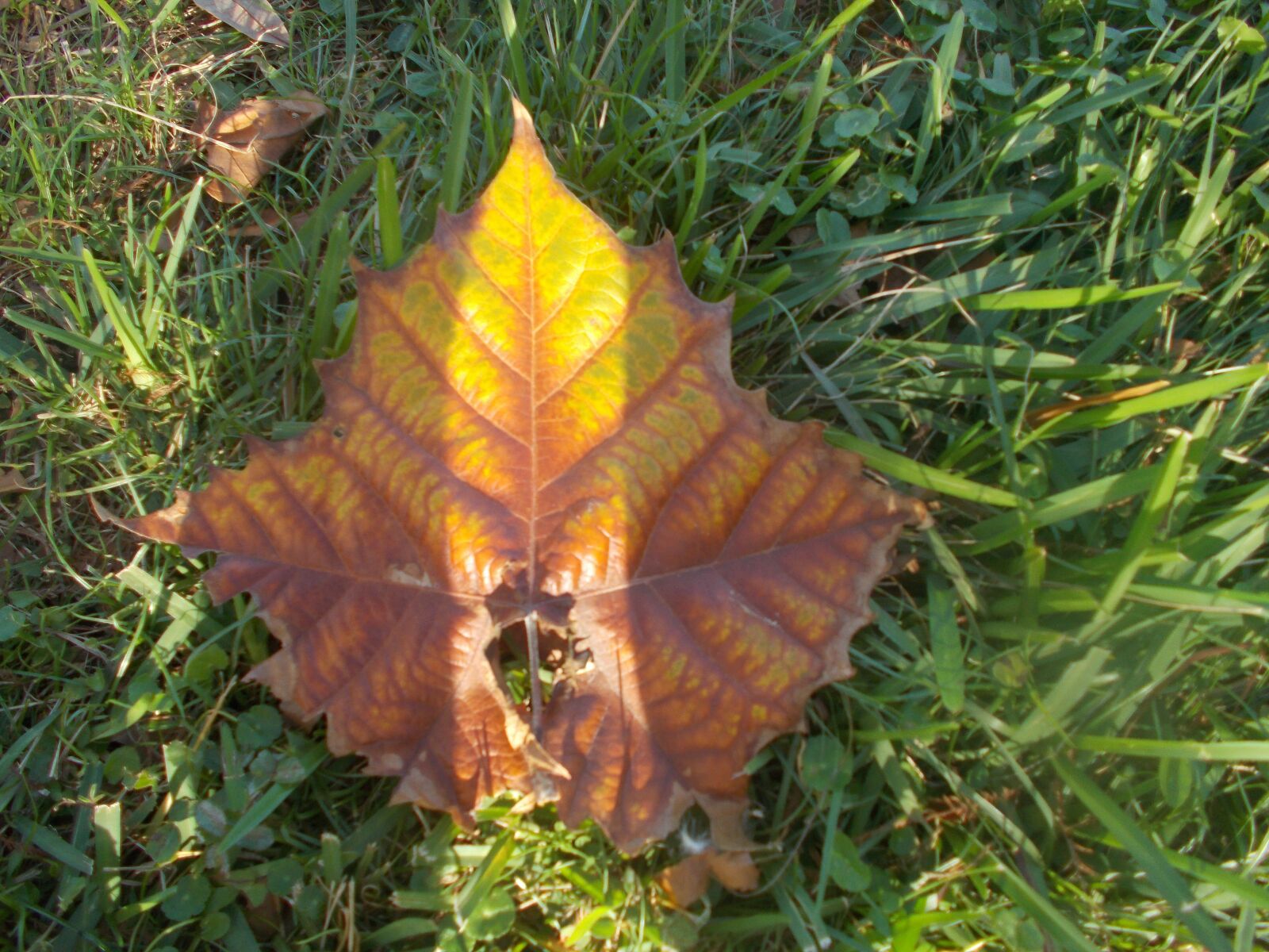 Nikon Coolpix A10 sample photo. Leaf, nature, green photography