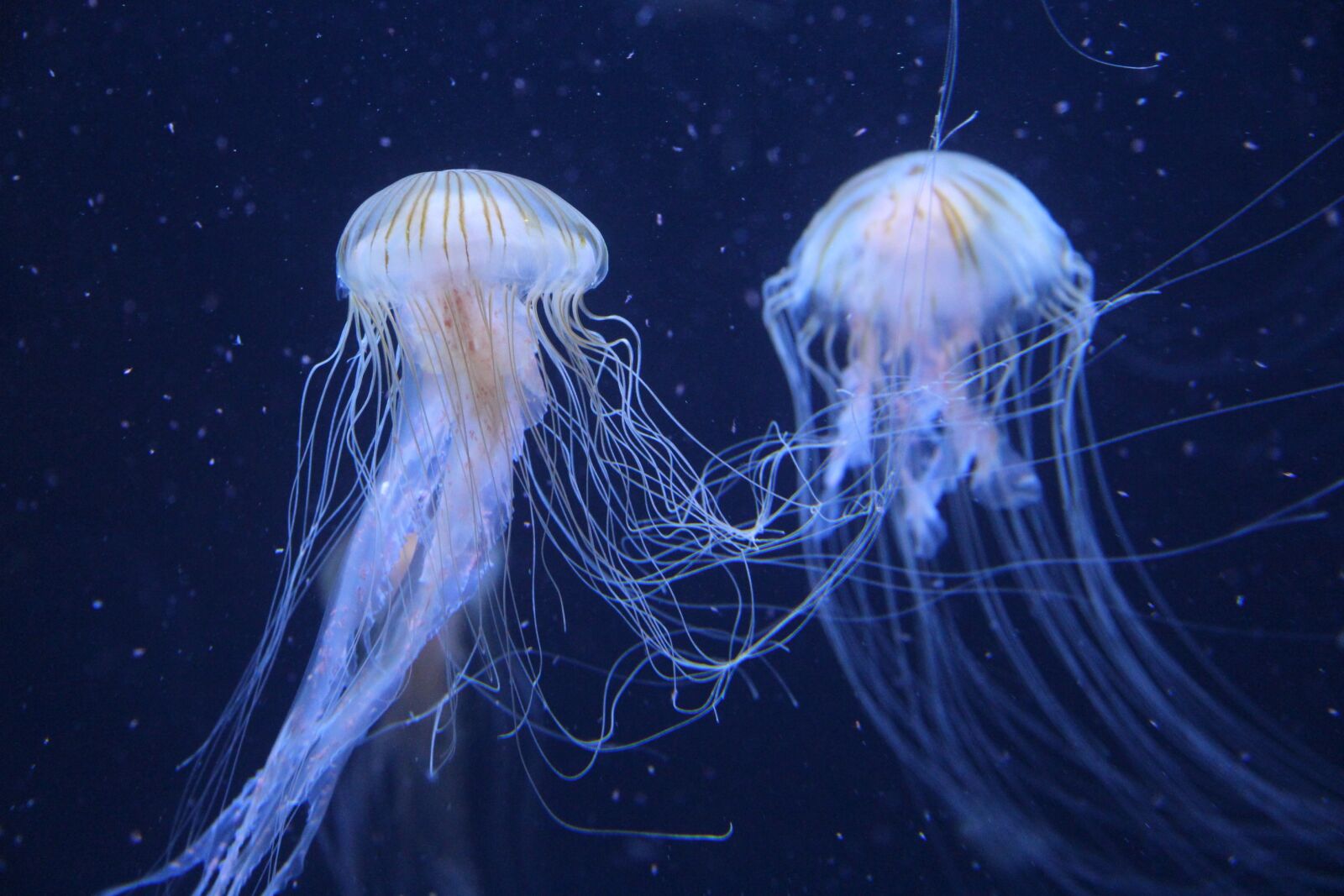 Canon EF-S 17-85mm F4-5.6 IS USM sample photo. Jellyfish, berlin zoo, germany photography