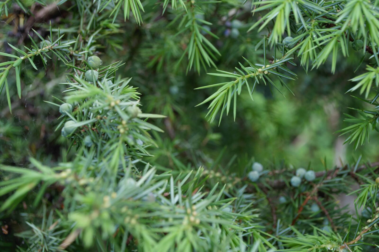 Nikon D5000 sample photo. Tree, pine tree, flora photography
