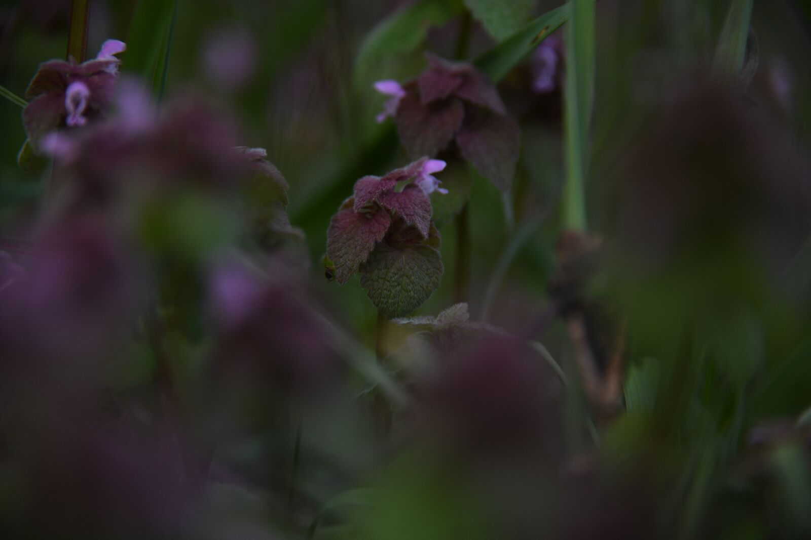 Nikon D850 sample photo. Flower, purple, forest photography