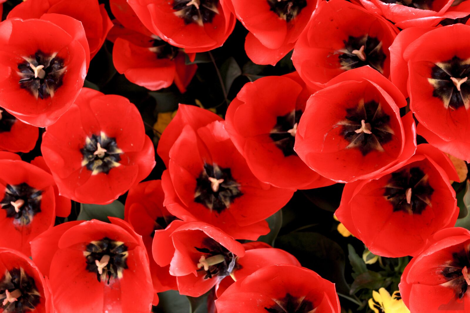 Canon EOS 100D (EOS Rebel SL1 / EOS Kiss X7) sample photo. Flower, red, wallpaper photography