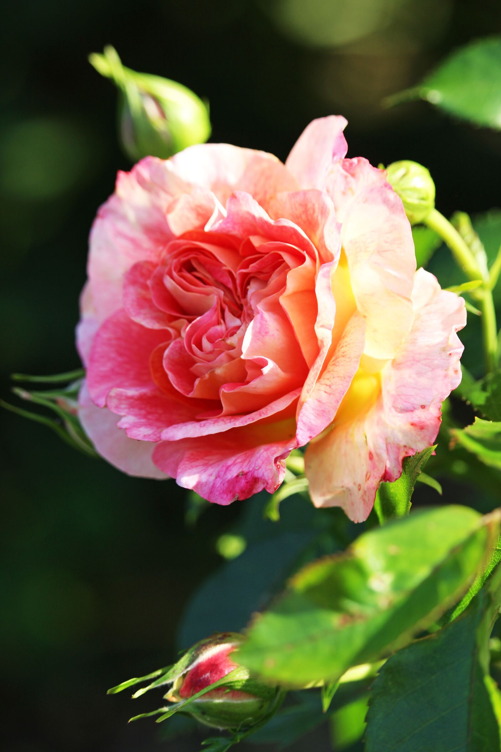 Canon EF-S 55-250mm F4-5.6 IS STM sample photo. Rose, blossom, bloom photography