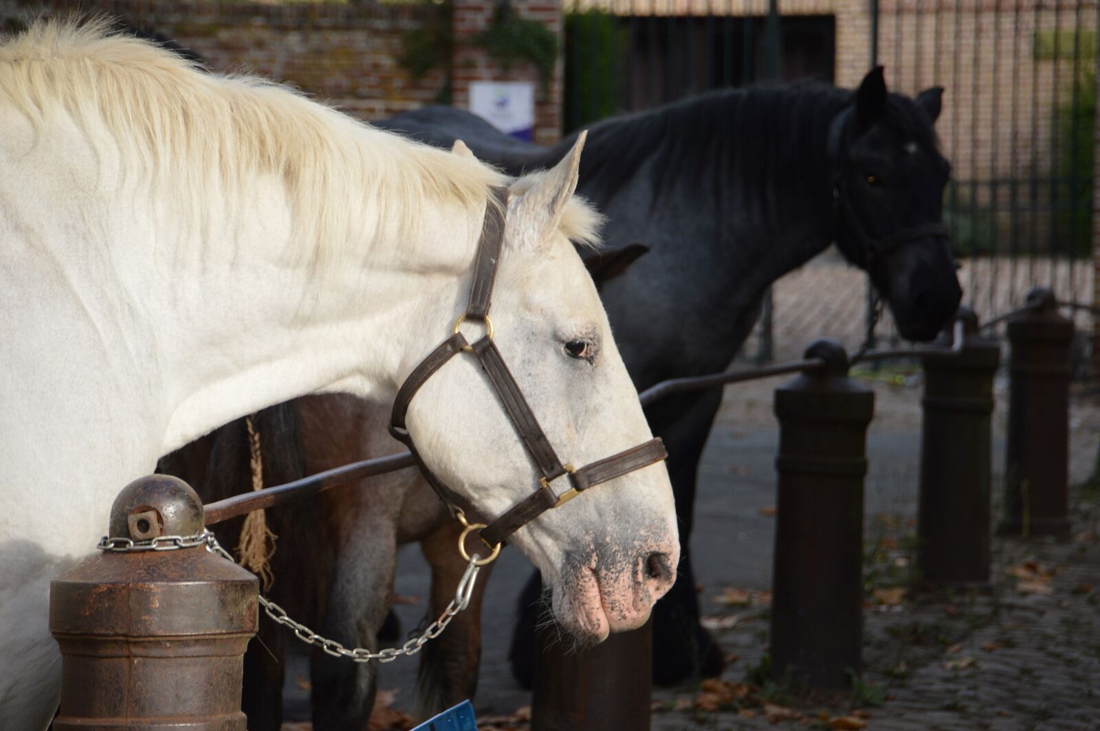 Nikon D3200 sample photo. Animal, horse, mammals photography