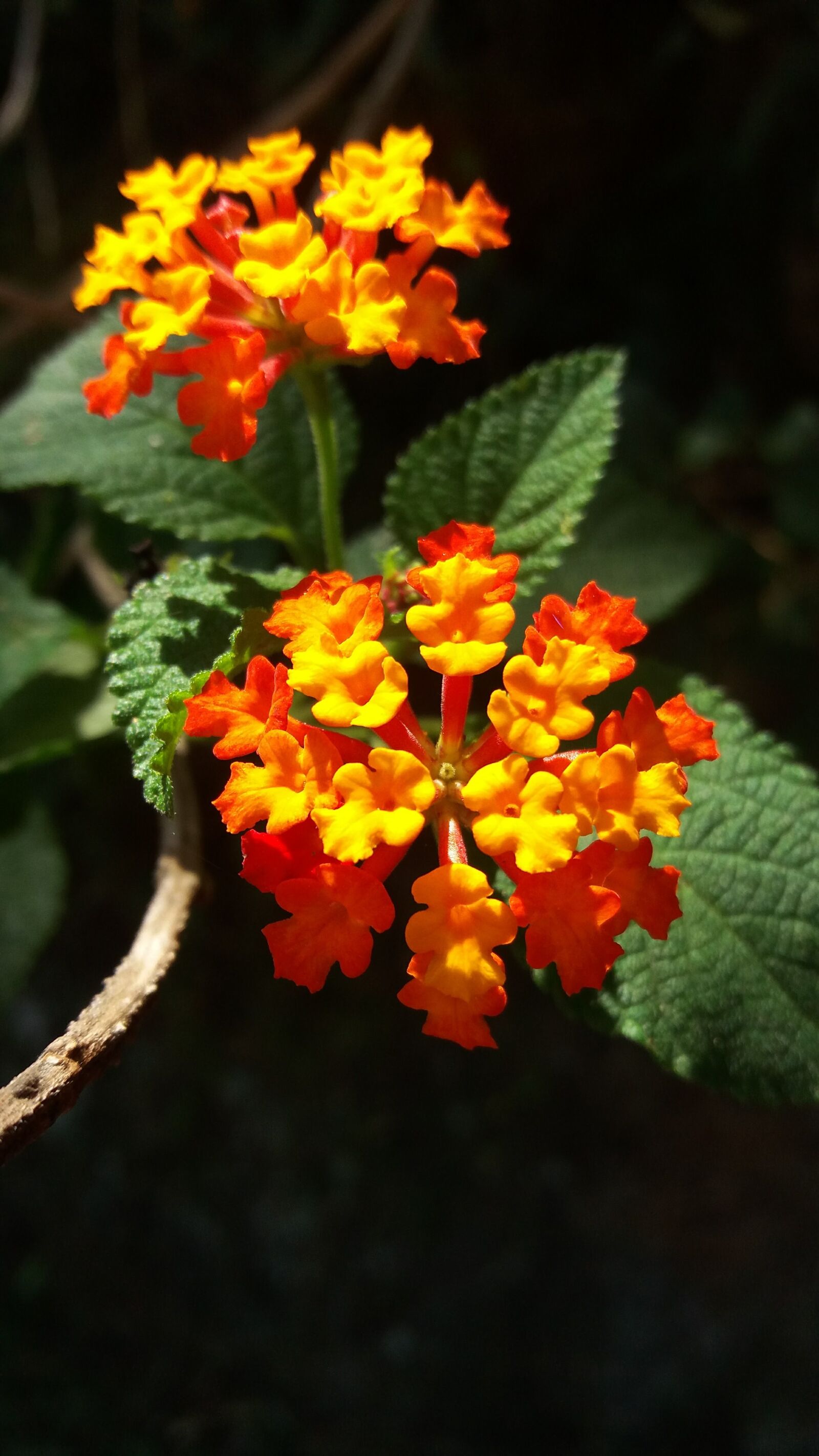 Samsung Galaxy J5 sample photo. Flower, flowers, nature photography