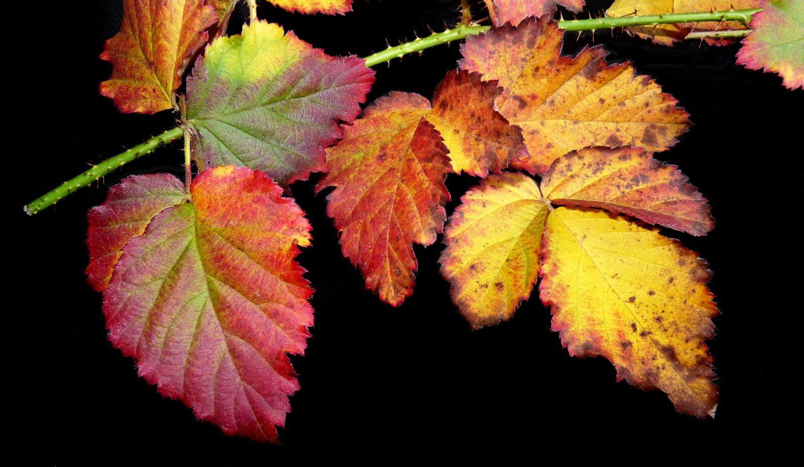 Panasonic Lumix DMC-FZ28 sample photo. Leaves, loganberry, autumn photography