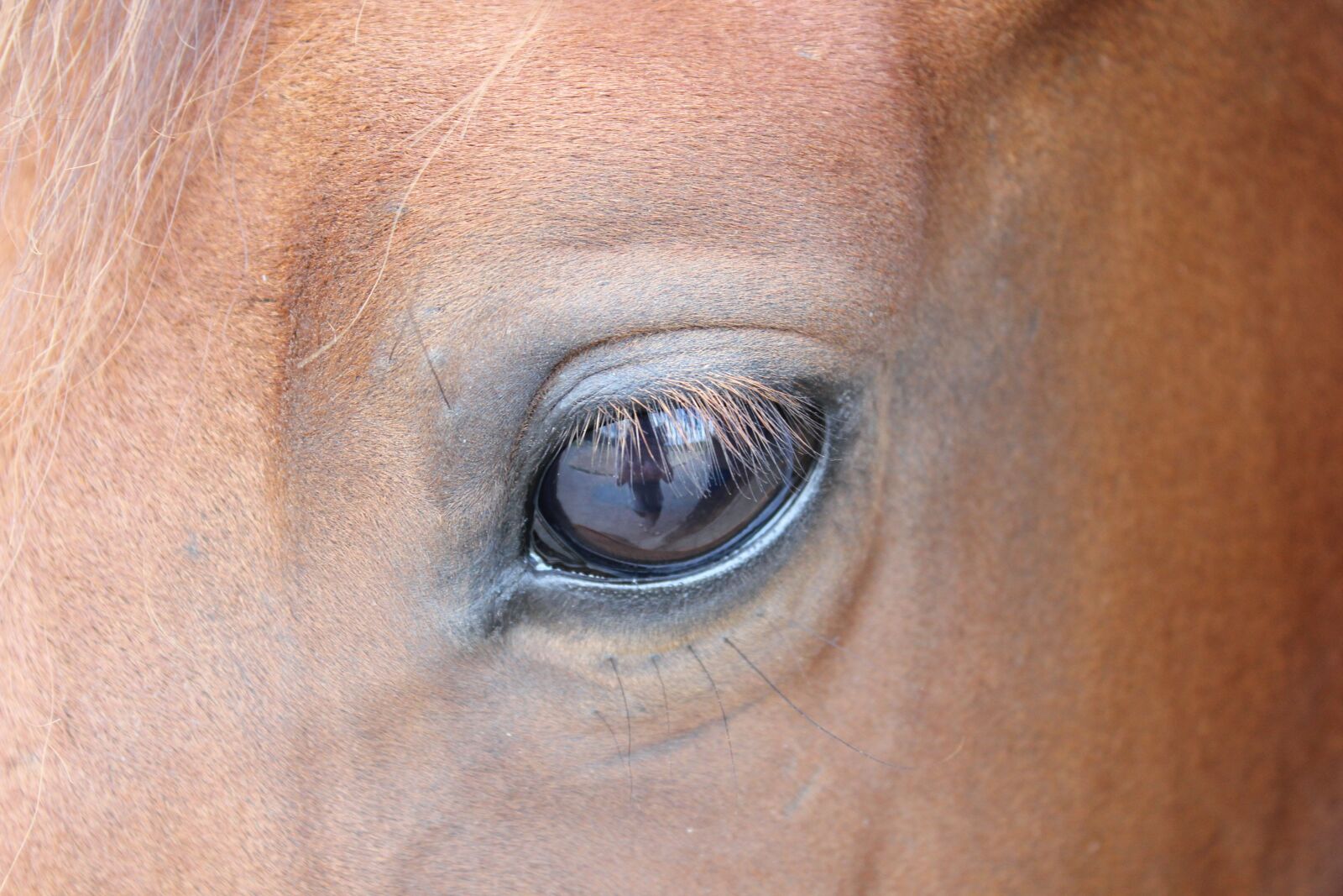 Canon EOS 550D (EOS Rebel T2i / EOS Kiss X4) sample photo. Horse, eye, brown horse photography