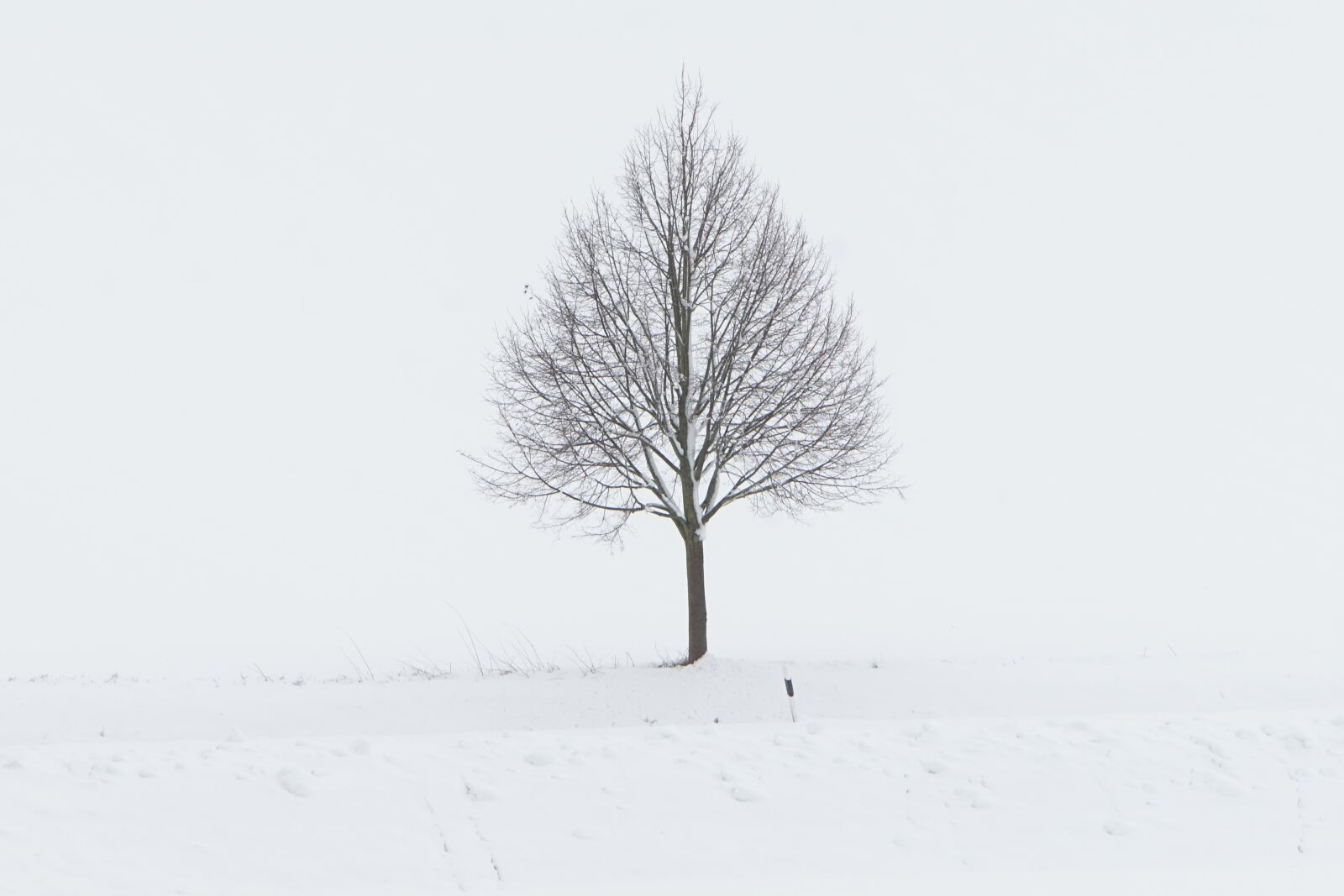 Sony a7 + Sony DT 50mm F1.8 SAM sample photo. Tree, winter, snow photography