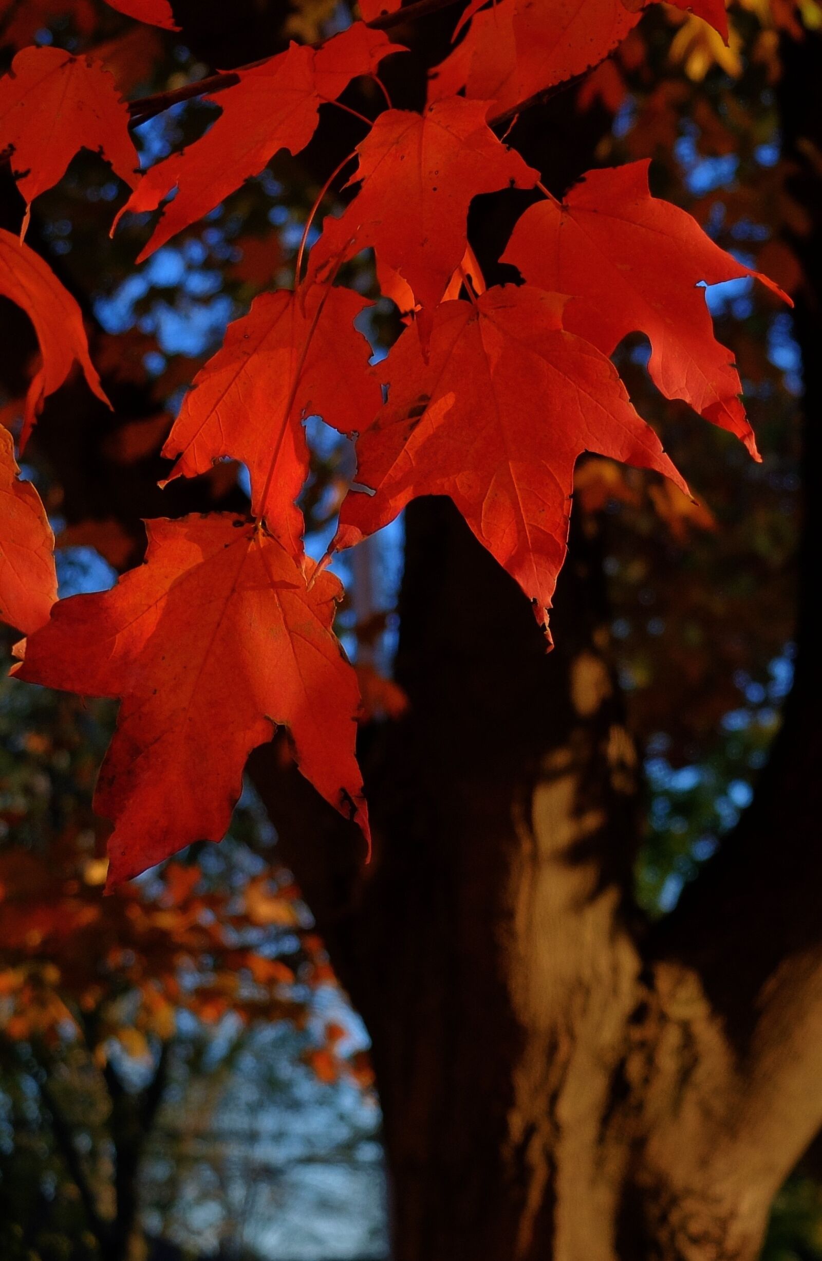 Fujifilm X30 sample photo. Fall leaves, autumn, fall photography
