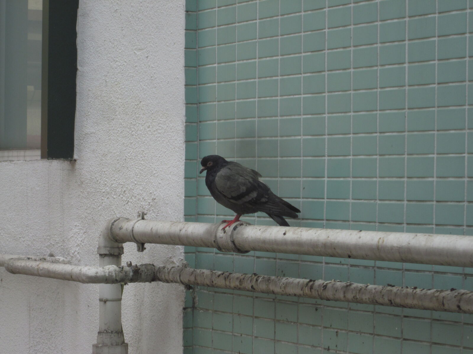 Canon PowerShot SD1300 IS (IXUS 105 / IXY 200F) sample photo. Pigeon photography