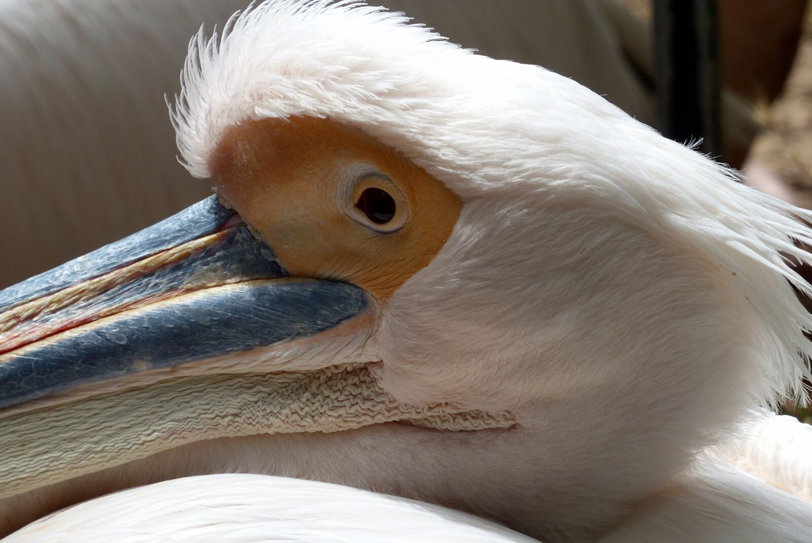 Panasonic Lumix DMC-FZ200 sample photo. Bird, head, beak photography