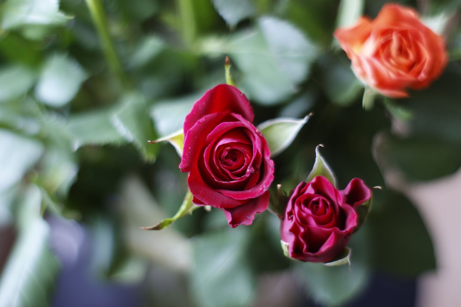 Sony Alpha DSLR-A380 sample photo. Rose, flower, rose flower photography
