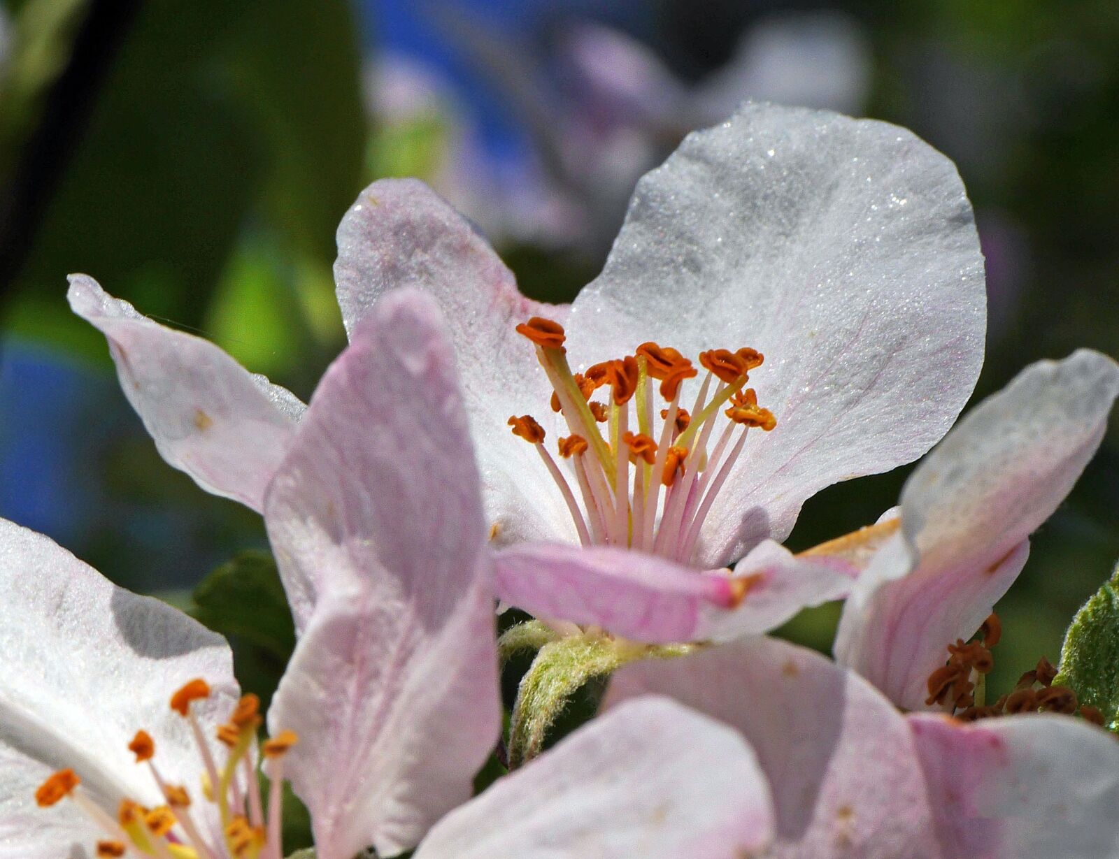 Panasonic Lumix DMC-GH3 sample photo. Apple blossoms, macro, close photography