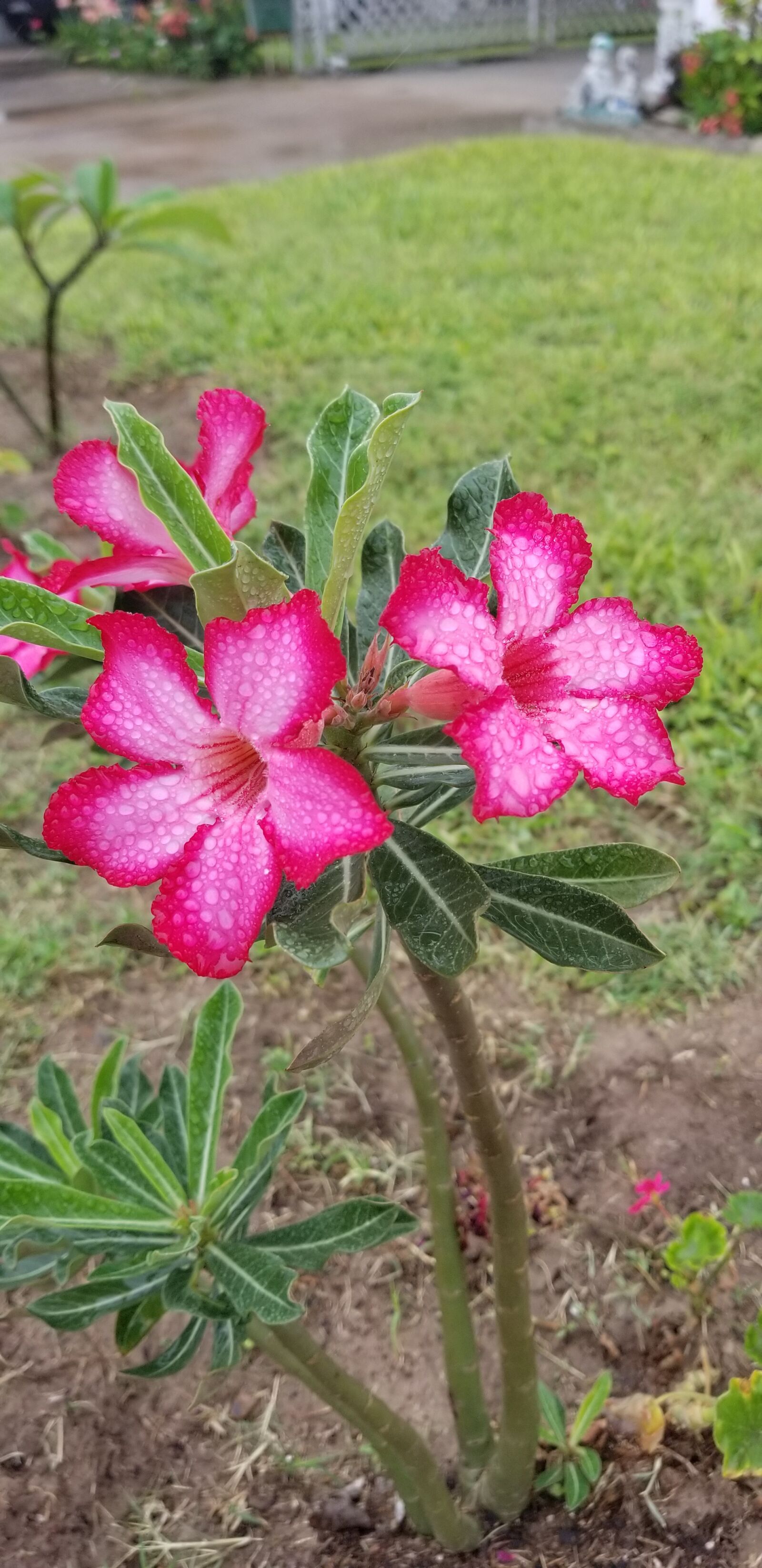 Samsung Galaxy S8 sample photo. Desert rose, pink desert photography