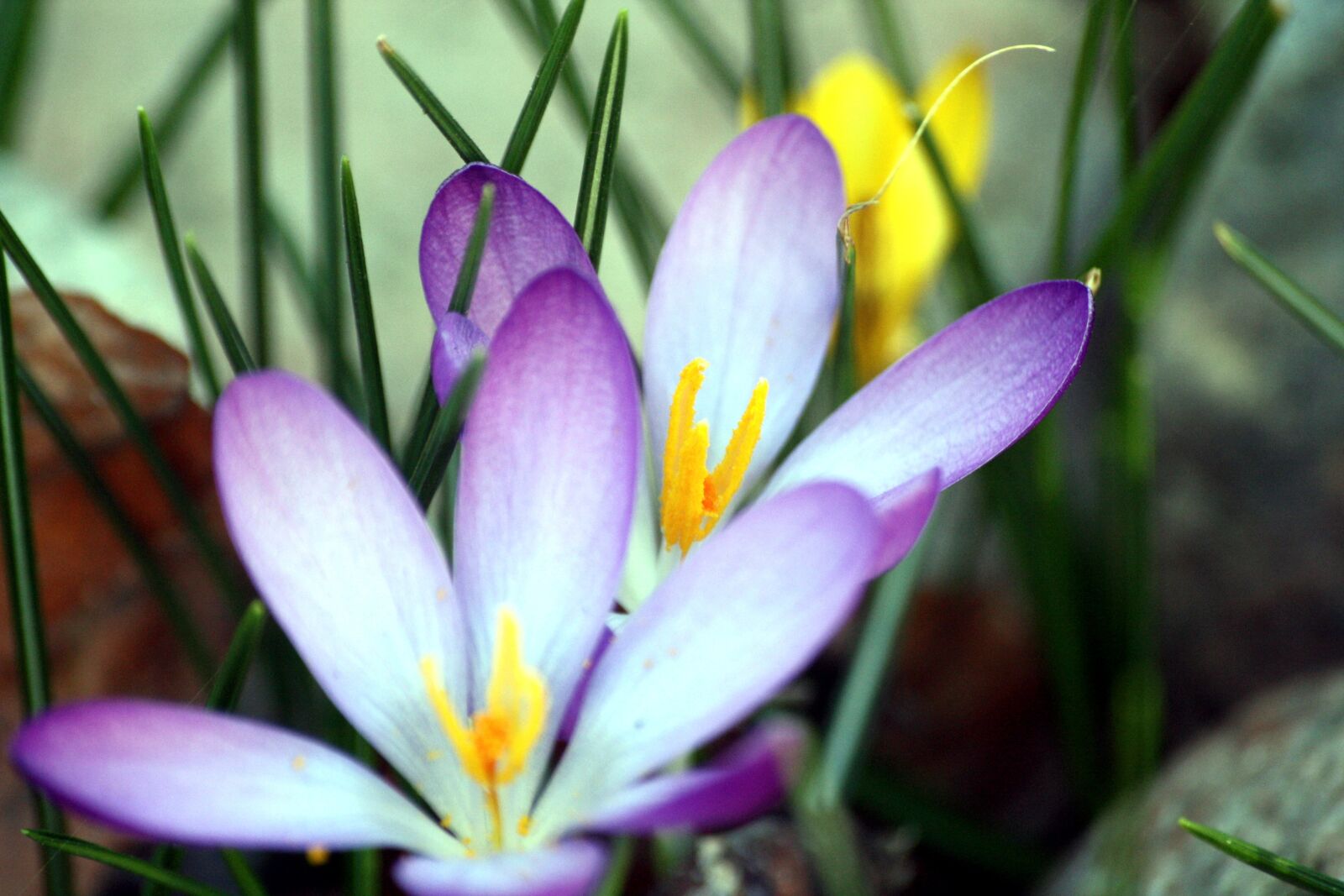 Canon EOS 1000D (EOS Digital Rebel XS / EOS Kiss F) sample photo. Colorful, spring, crocus photography