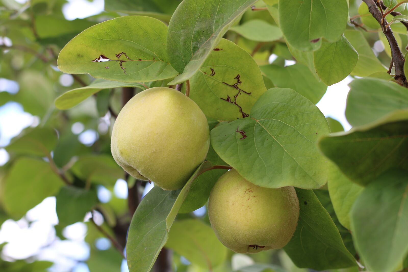 Canon EOS 70D + Canon EF 50mm F1.8 STM sample photo. Apples, growing, tree photography