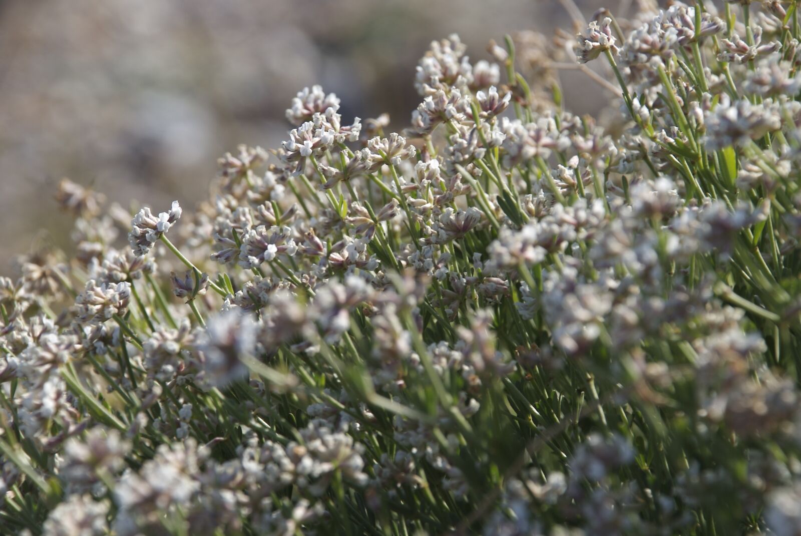 Nikon D40X sample photo. Mediterranean vegetation, medicinal plants photography