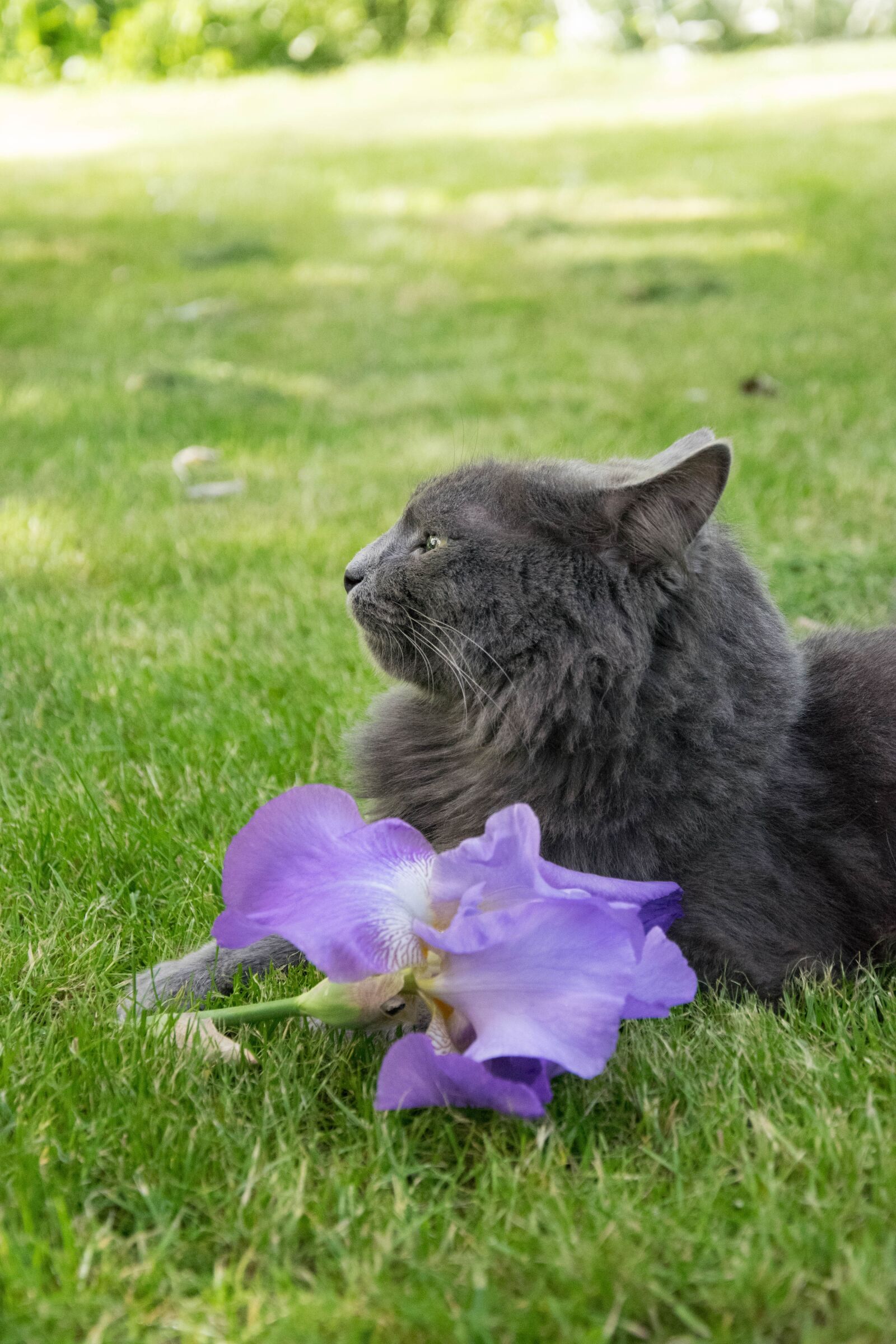 Nikon D5300 sample photo. Animals, pet, cat photography