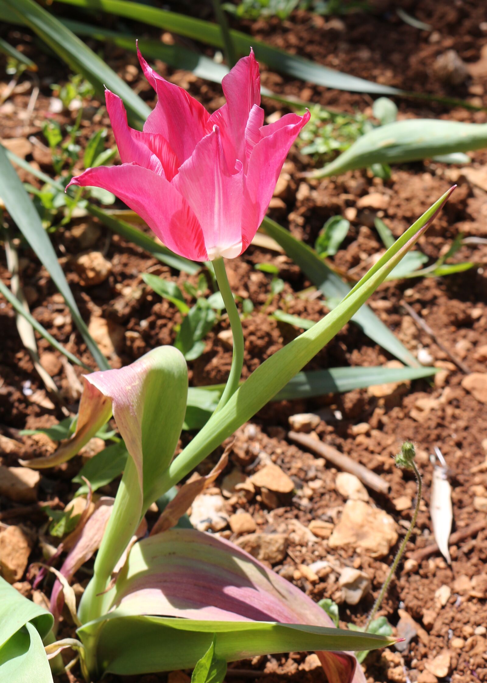 Canon EOS 700D (EOS Rebel T5i / EOS Kiss X7i) sample photo. Magenta, hot pink, pink photography