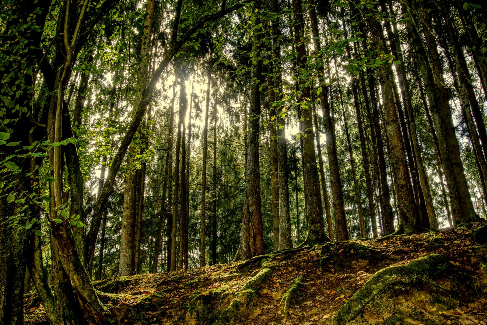 Sony E 16-50mm F3.5-5.6 PZ OSS sample photo. Forest, trees, landscape photography