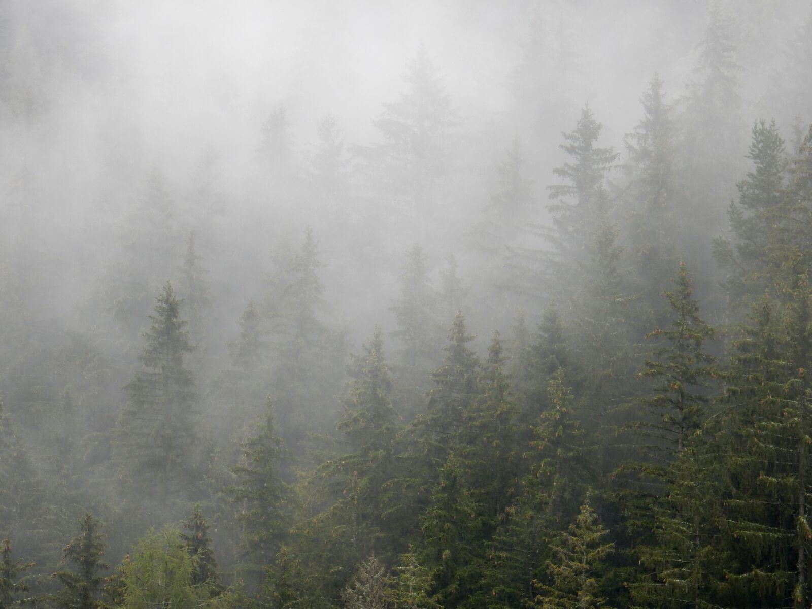 Nikon Coolpix S9900 sample photo. Fog, mist, forest photography