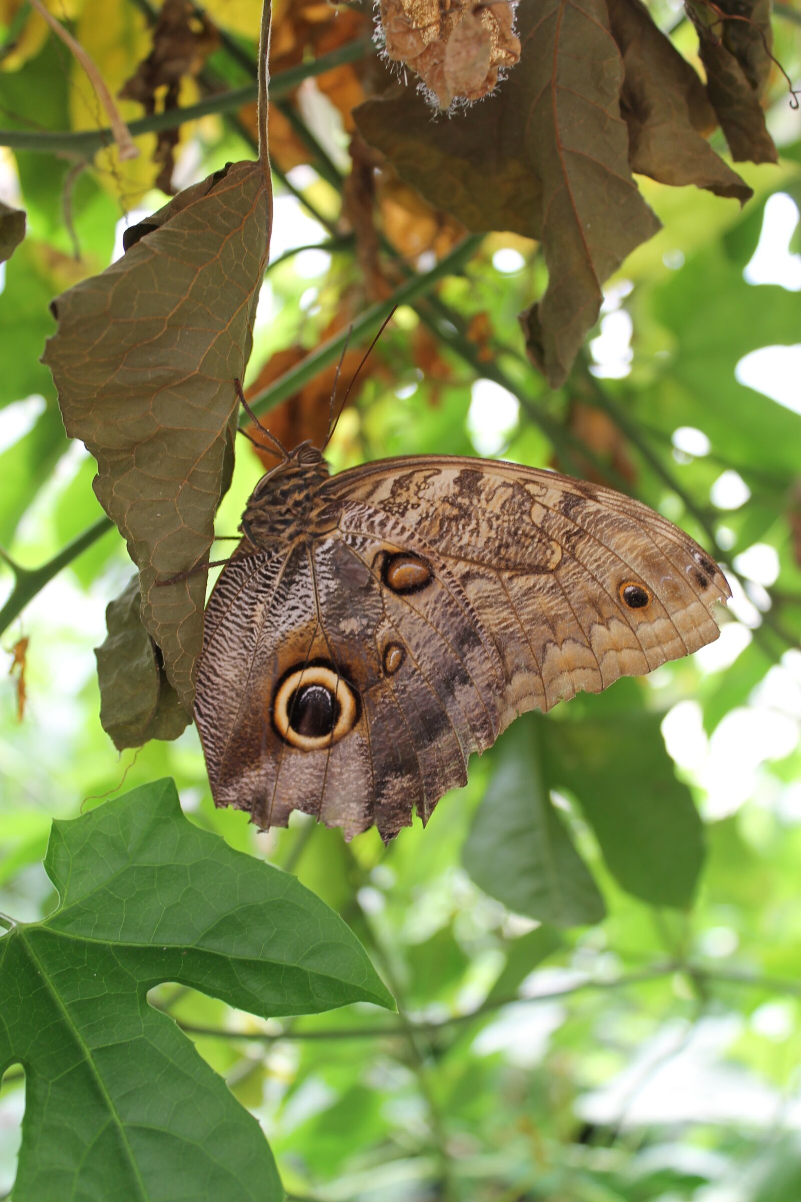 Canon EOS 1100D (EOS Rebel T3 / EOS Kiss X50) sample photo. Butterfly, insect, nature photography
