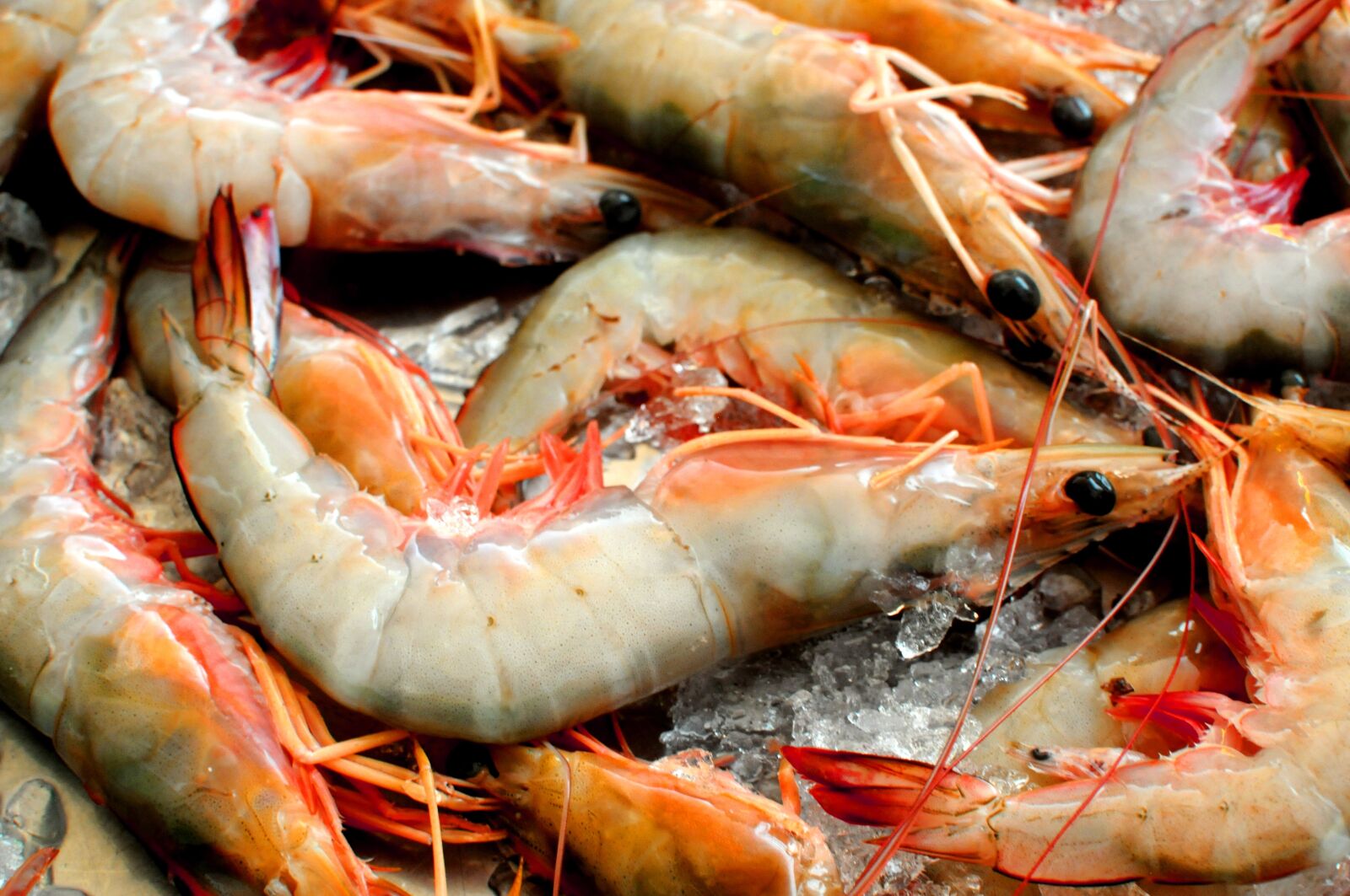 Nikon D300S sample photo. Prawns, shrimp, ice photography