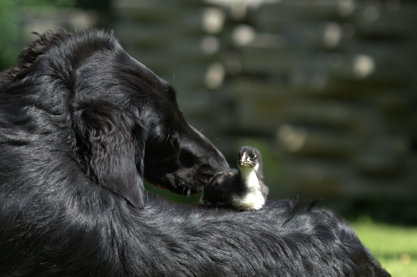 Canon EOS-1D Mark III sample photo. Mammals, animal kingdom, wildlife photography