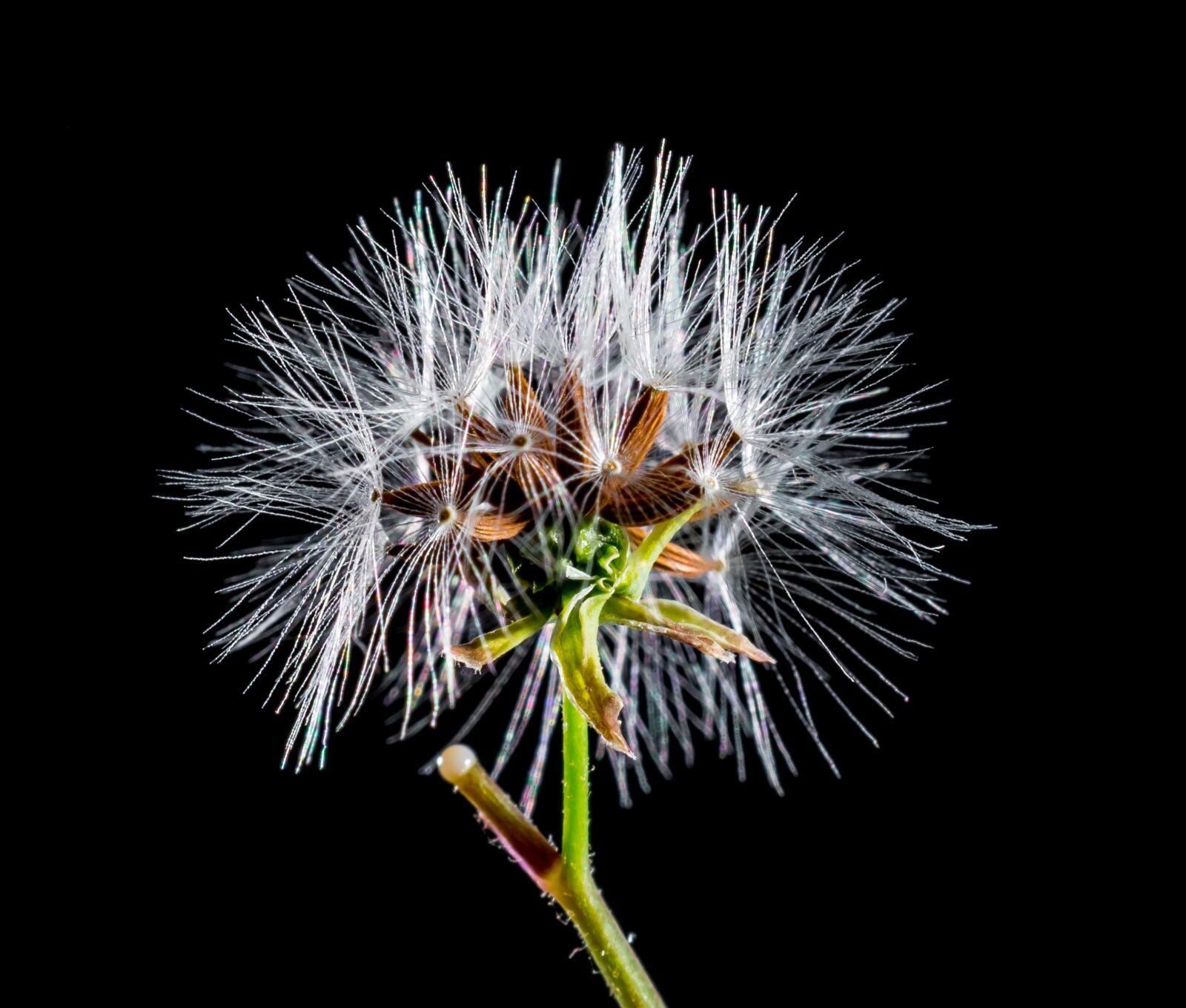 Nikon D5200 sample photo. Dandelion, small flower, wild photography