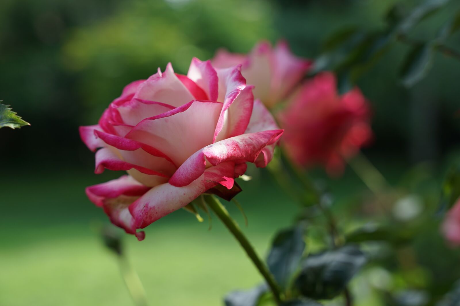 Sony a7 II sample photo. Roses, bush, garden photography