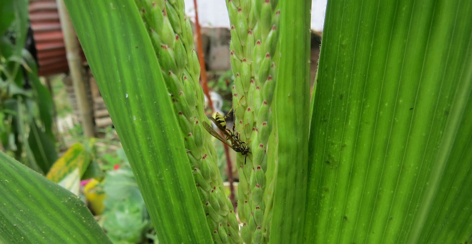 Canon PowerShot SX50 HS sample photo. Urban nature, insects, wasp photography
