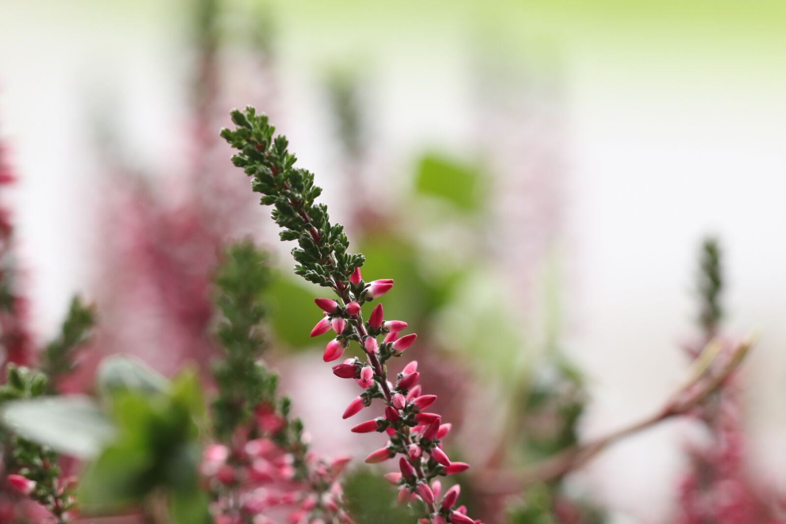 Canon EOS 7D Mark II sample photo. Heather, flower, autumn photography