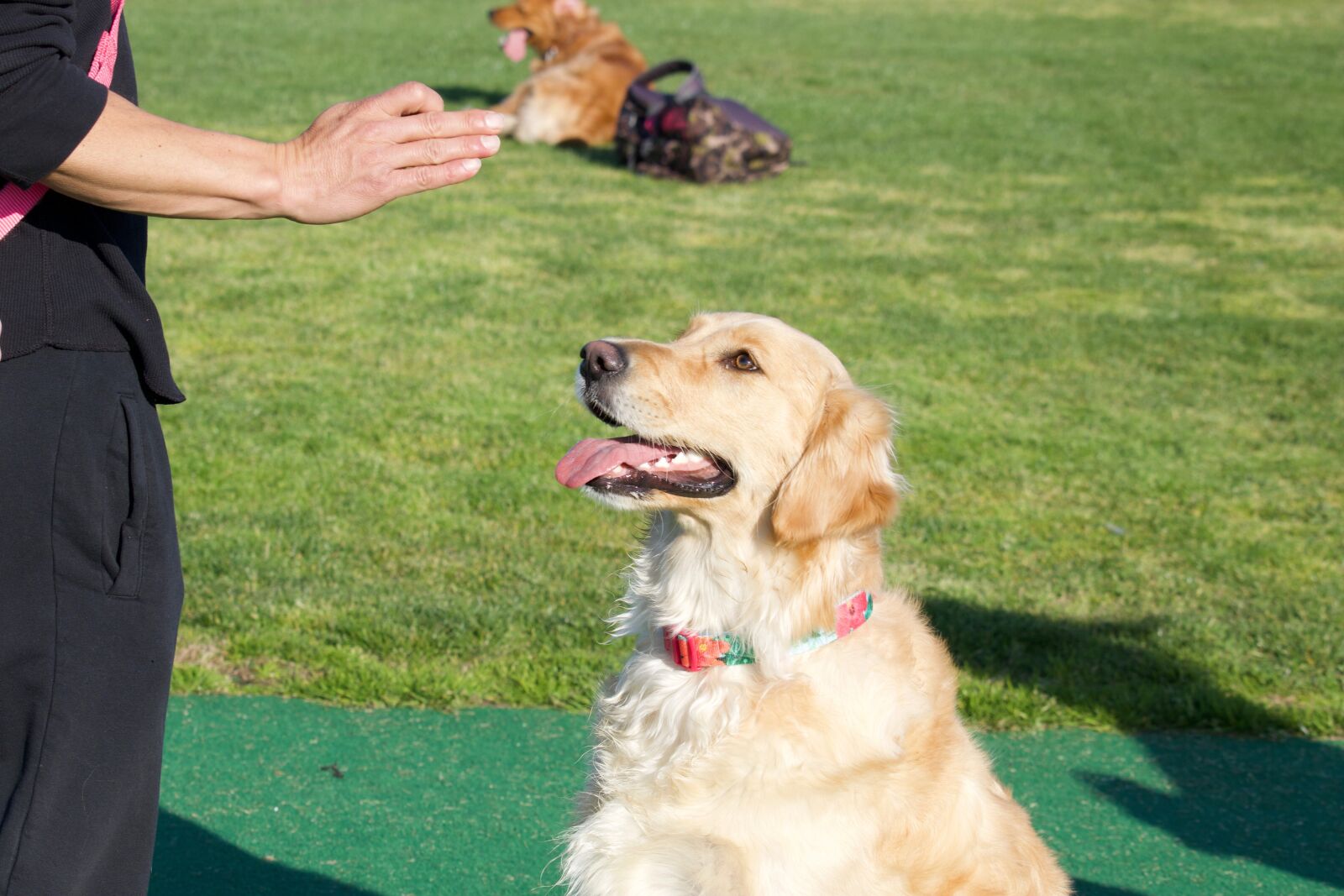 Canon EOS 70D + Canon EF-S 55-250mm F4-5.6 IS STM sample photo. Golden retriever, dog commands photography