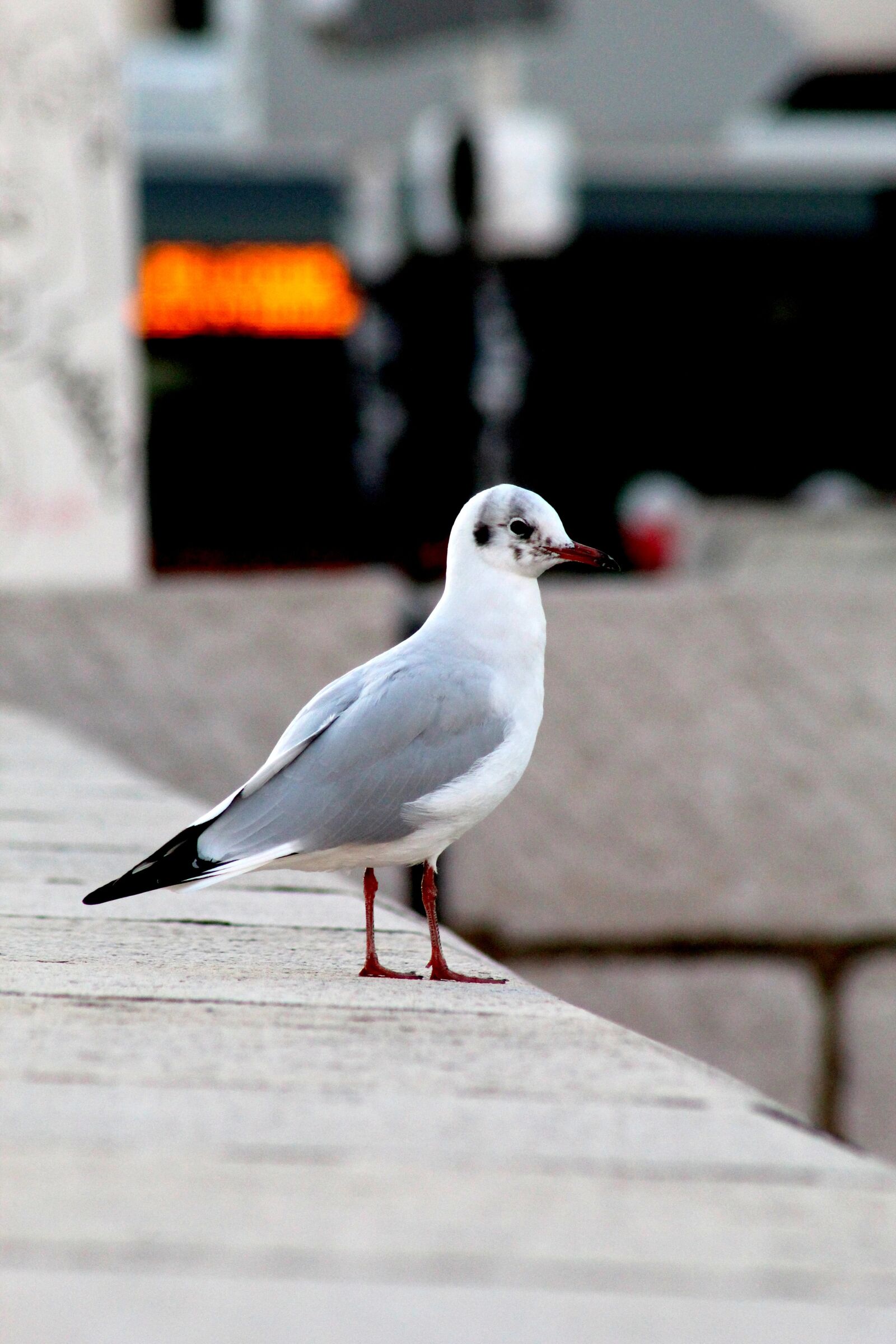 Canon EOS 4000D (EOS Rebel T100 / EOS 3000D) sample photo. Seagull, bird, wall photography