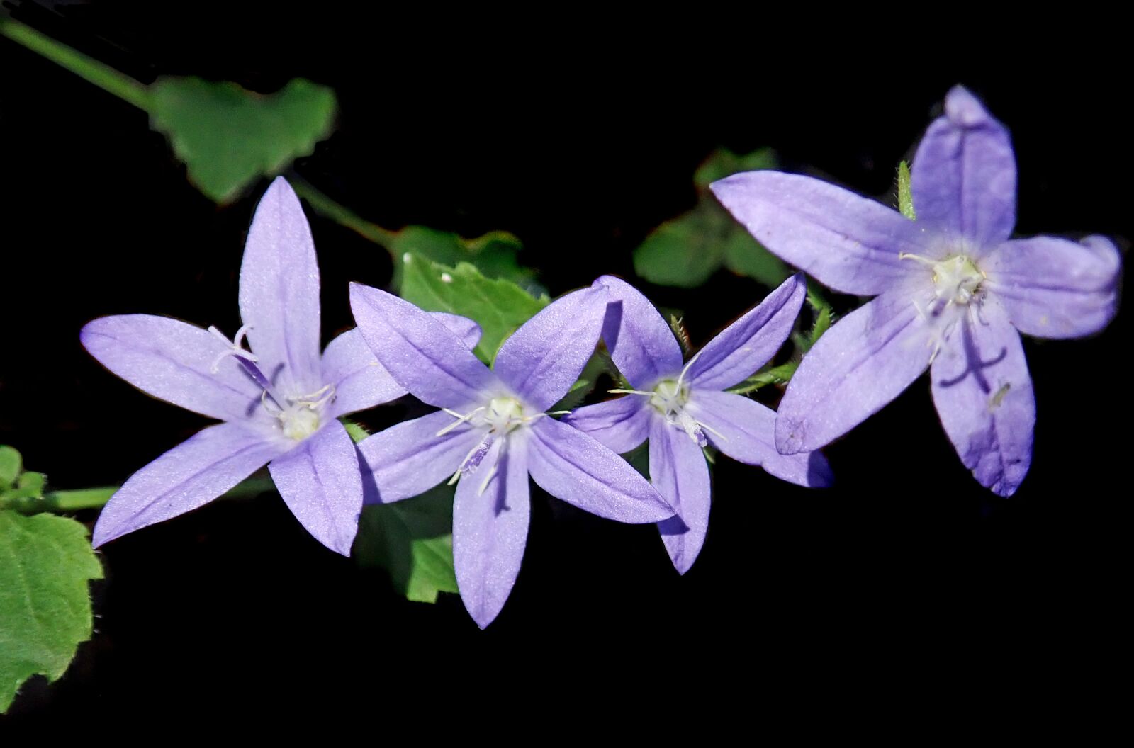 Olympus TG-5 sample photo. Flower, blue, ground cover photography