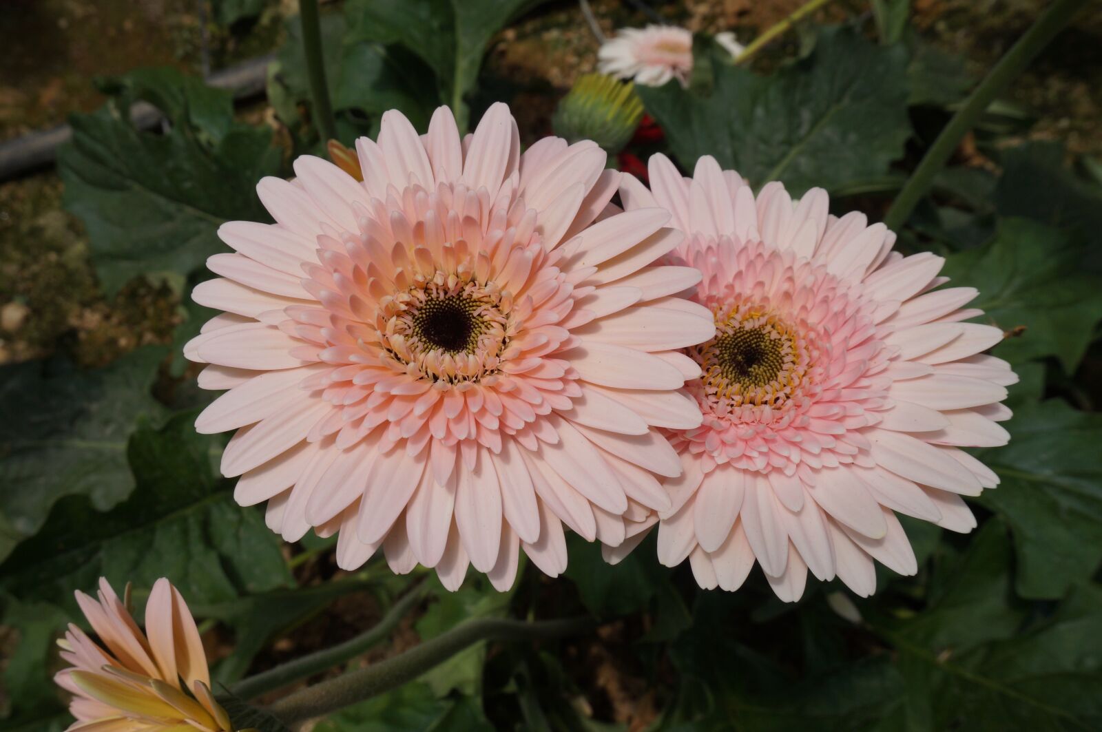 Sony Alpha NEX-3N sample photo. Flowers, pink, flora photography