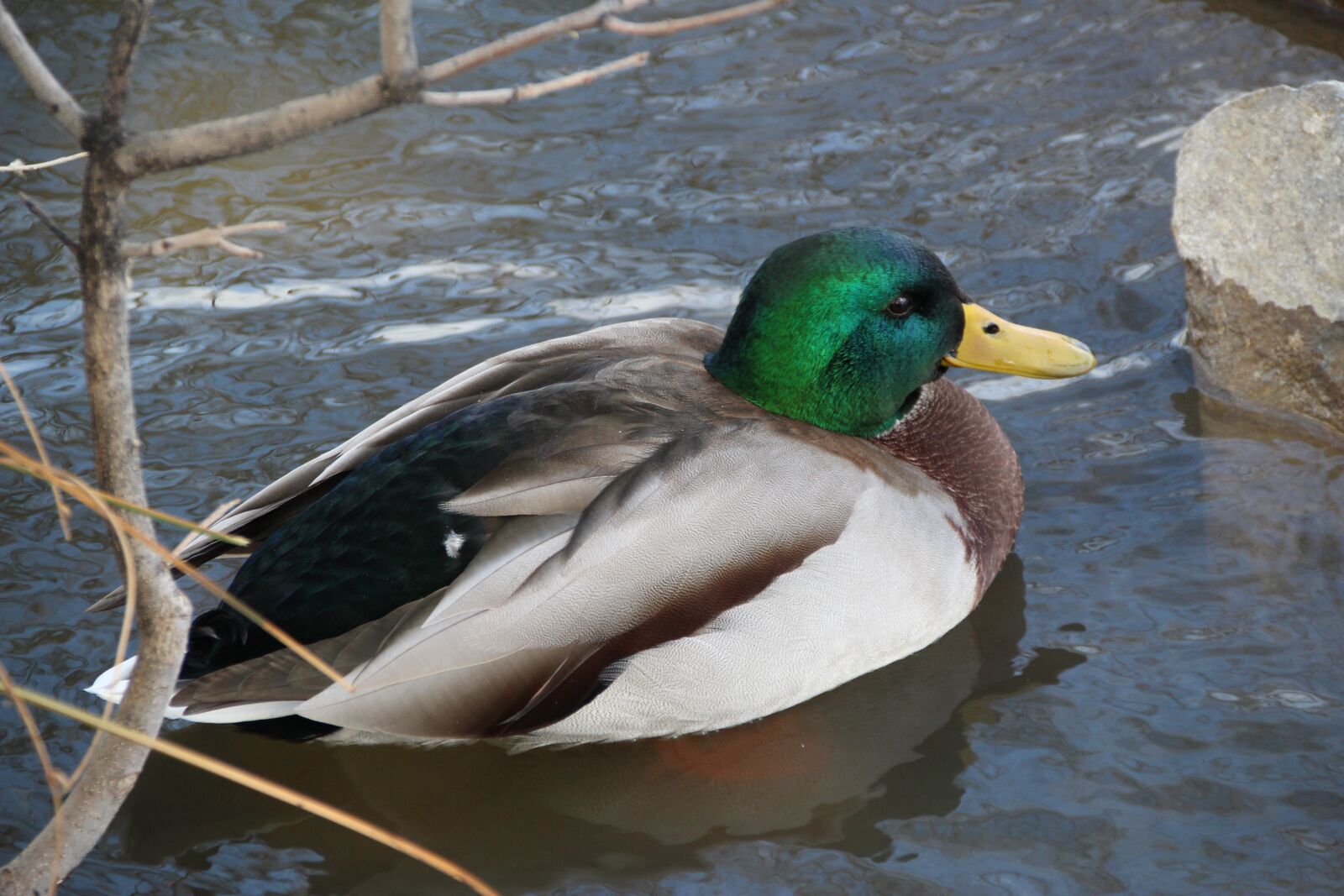 Canon EOS 1300D (EOS Rebel T6 / EOS Kiss X80) sample photo. Mallard, duck, bird photography