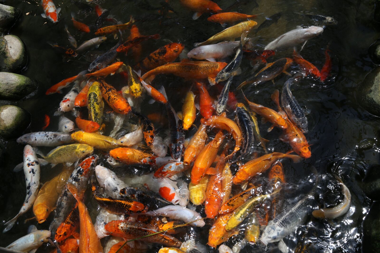 Canon EOS 6D + Canon EF 24-105mm F4L IS USM sample photo. Carp, provence, paju photography