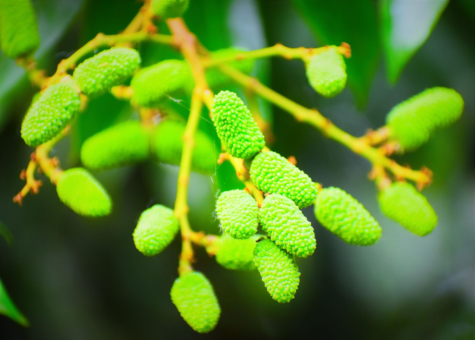 Nikon D5600 sample photo. Leaf, flora, nature photography