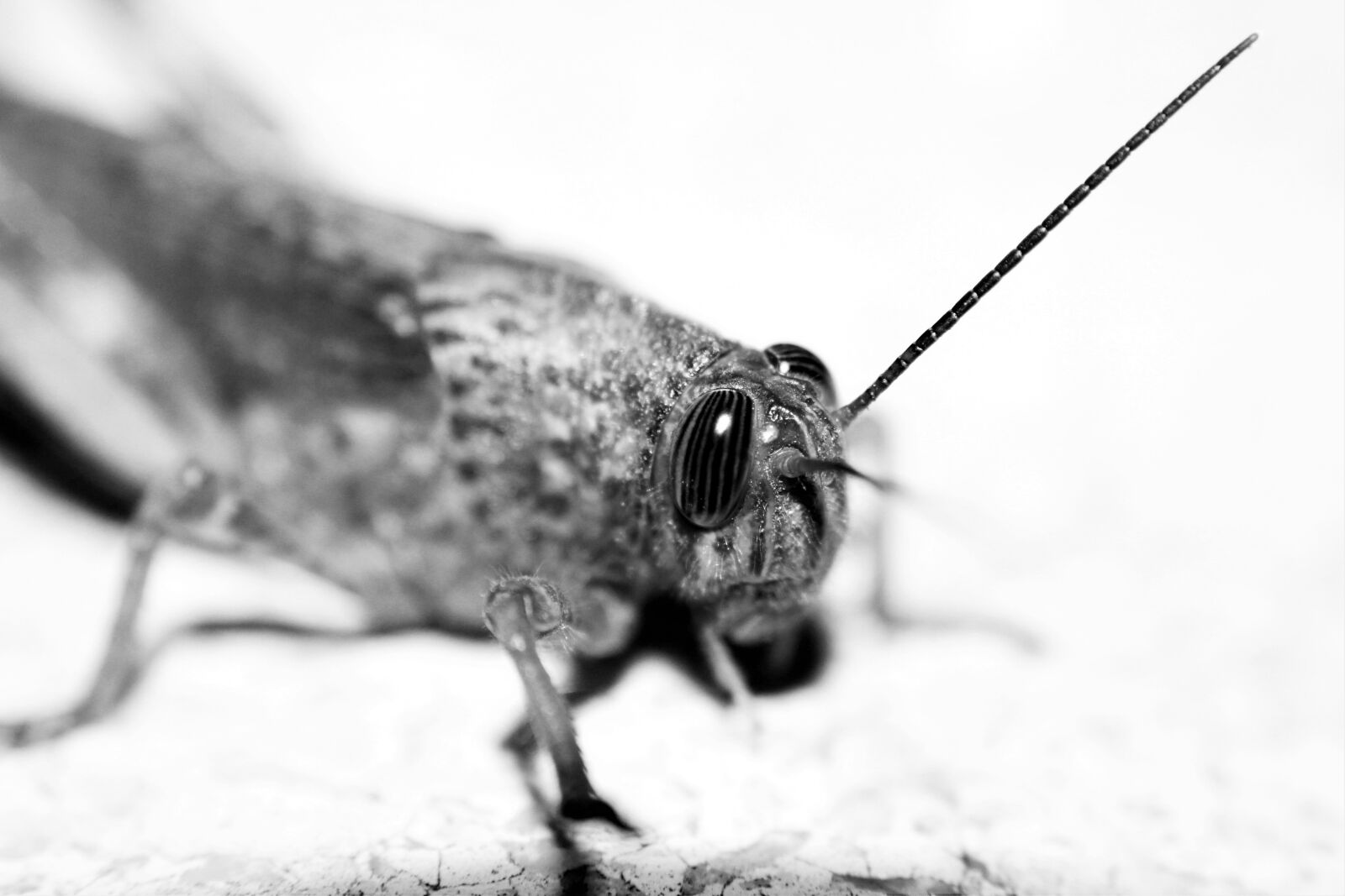 Canon EOS 550D (EOS Rebel T2i / EOS Kiss X4) sample photo. Grasshopper, macro, eyes photography